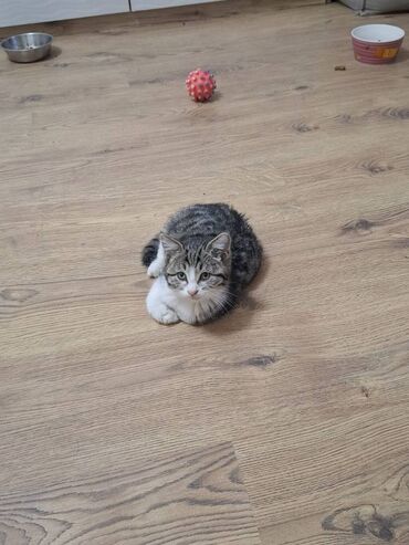 Pişiklər: Erkək — 4