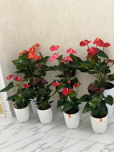 Другие комнатные растения: Комнатные цветы at lalafo.kg — 27 Другие комнатные растения: Комнатные цветы — 27