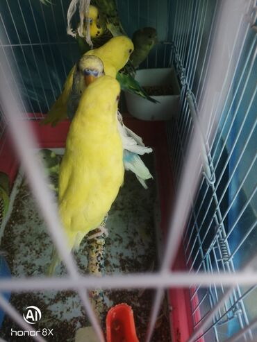 Tutuquşları: Papuqaylar 9azn Papuqay qəfəsləri 9azn Təzə qəfəslərdi 9-azn -da lalafo.az — 14 Tutuquşları: Papuqaylar 9azn Papuqay qəfəsləri 9azn Təzə qəfəslərdi 9-azn — 14