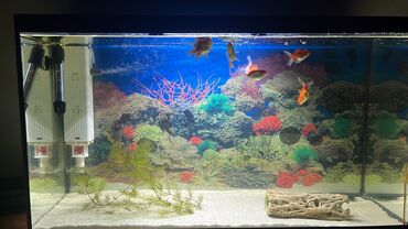 Musiqi alətləri: 120 litr teze akvarium,7 oranda qizil