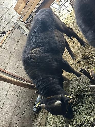 Коровы, быки: Продаю | Бык (самец) | На откорм | Привязанные — 6