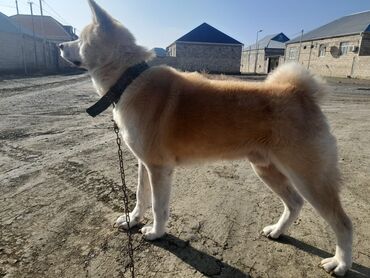 İtlər: Akita-inu, 2 il, Erkek, Peyvəndli, Ödənişli çatdırılma