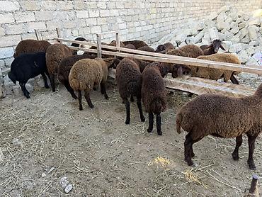 at satisi qiymetleri: Salam aleyküm 23 baş quzdu 6 dışı 17 erken kom 320 m tek tek 280 dan — 2
