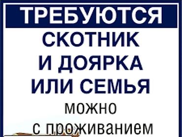 Вакансия: скотник и доярка (возможен вариант для семьи). Описание — 1