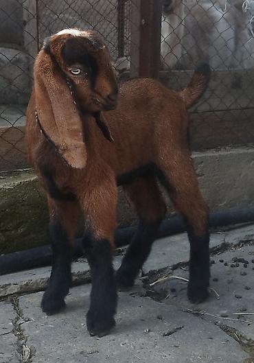 Козы, козлы: Продаю | Коза (самка), Козёл (самец), Козлёнок | Битал | Для разведения — 2