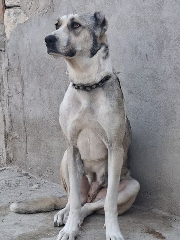 it pitbul: Qurdbasar, 3 il, Dişi, Peyvəndli, Ünvandan götürmə