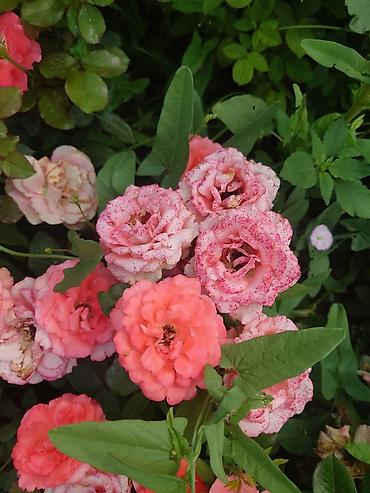 Роза: Роза цена договорная - Крупный махровый бутон классической формы — 2