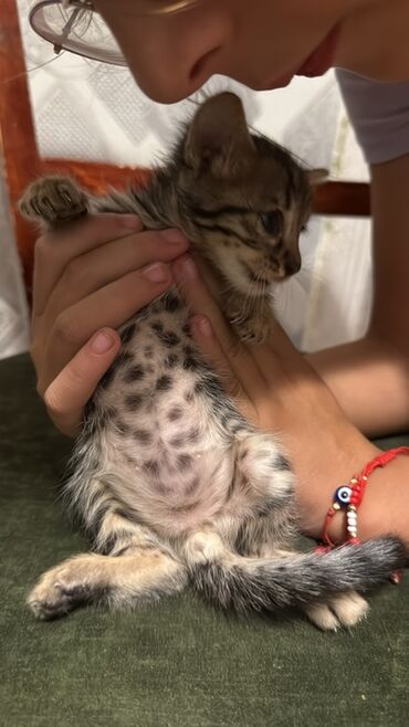 британский котёнок: Tabbi, Yaxşı əllərə