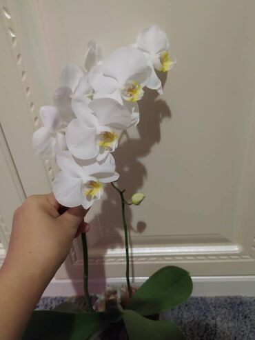 растения цветы: Куплю больные орхидеи реанимашки
