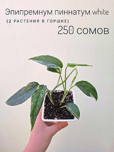 Другие комнатные растения: ~Комнатные растения/цветы (детки/молодые растения/взрослые — 14