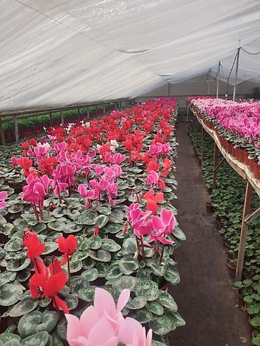 Каланхоэ: Цикламены и каланхоэ из теплицы — оптом Бишкек - Ассортимент — 2