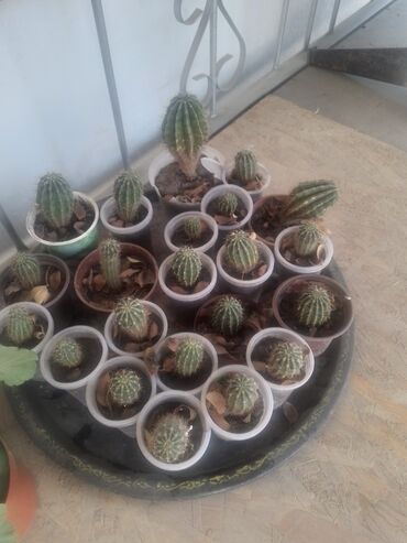 сдается контейнер орто сай: Кактусы по 20 сом
находится в Лебединовке