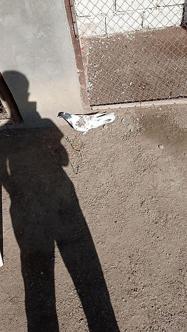 goyercinler: Salam aleykum unvan merdekan catdrlma ödenis olnarsa olar qiymetde — 8