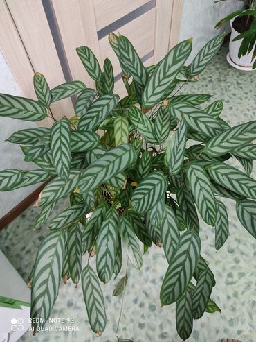 комнатный цветы: Ктенанта- многолетнее вечнозелёное комнатное растение . Цена 4500 сом