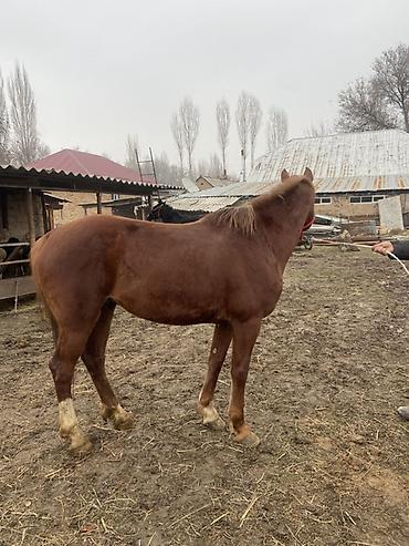 Лошади, кони: Продаю | Конь (самец) | Рабочий — 8