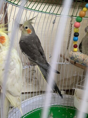 pişik ucun oyuncaq: Nymph quşu (Cockatiel) – boz rəngli, yanaqlarda narıncı ləkəli