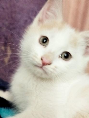 Отдам даром кошку: 3 месяца, Девочка — 7