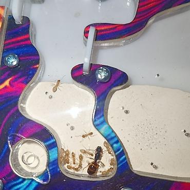 Другие животные: ‼️Колонии Муравьев с Формикариями разныные колоний большой выбор — 11