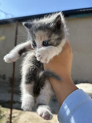корниш рекс цена: Котята, окрасы: бело-серый и тигрово-серый с белым. Голубые глаза — 6
