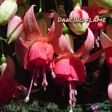 Другие комнатные растения: Продаю Детки!!! (укорененные черенки)сортовых,комнатных фуксий!Цена — 17