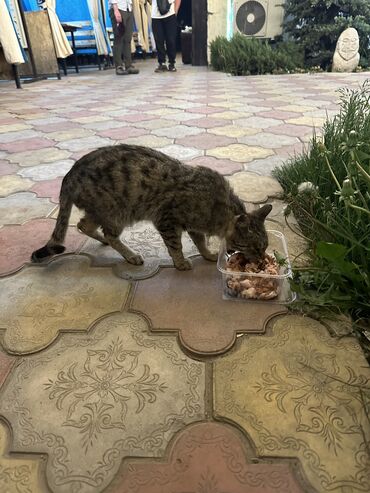 животные кошки: Всем привет, я тут рядом с рестораном Дасторкон в Караколе увидел эту