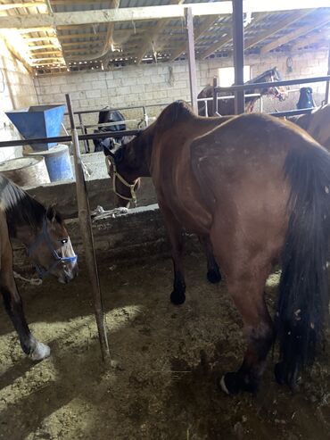 сколько стоит шотландская вислоухая кошка: Эки баш суубай беелер сатылат кысыр байлоого жоош баасы тору беенин