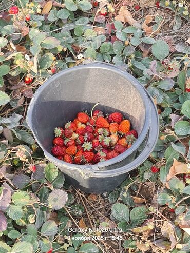 букет из клубники бишкек: Клубника Оптом