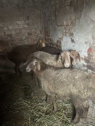 дом кошек: Продаю | Овца (самка)