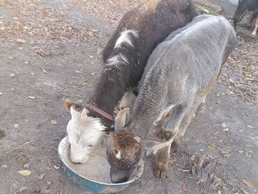 продаю музоо торпок корова самка бык самец айрширская ангус алатауская на забой для разведения на откорм племенные нетель привязанные: Продаю | Бык (самец) | Для разведения