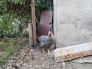 heyvan alqi satqisi: 4ay yarimliq erkek amroks.temiz qandir.hecbir problemi yoxdu.coxdu — 5