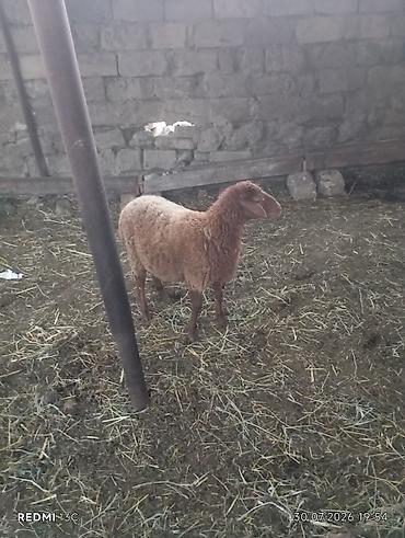 heleb kecileri satilir: Oz heyvanlarimin balalaridi ikiside disidi hem damazliq hemde kesgiye — 4