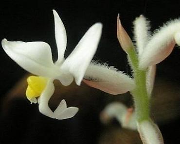 орхид: Орхидея-«драгоценник» (Ludisia discolor, jewel orchid) - Эффектная — 1