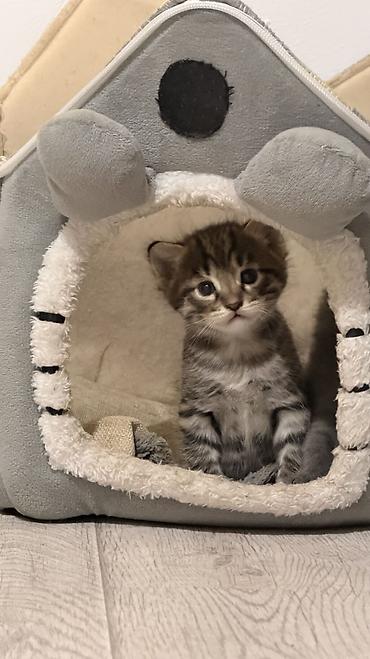 коты бесплатные: Котята домашние, помёт из трёх малышей: - Полосатый тигровый котёнок с — 9