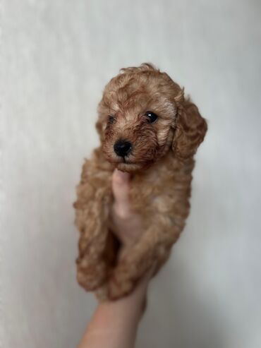 pomeranian satış: Pudel, 2 ay, Dişi, Pulsuz çatdırılma