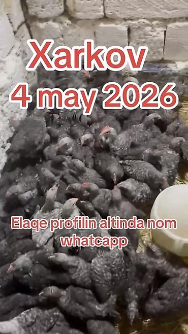 Цыплята: Сhicks, Для мяса, Самовывоз, Доставка в районы, Платная доставка — 1