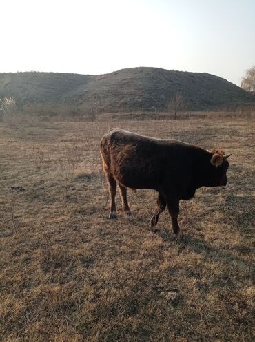 Коровы, быки: Продаю | Бык (самец) | Швицкая | Для разведения, На откорм | Осеменитель — 3