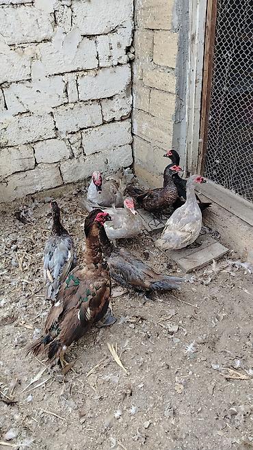 ördək lavanda: Muscovy ördəkləri (hind ördəyi) – qarışıq rənglərdə sürü yumurta — 1