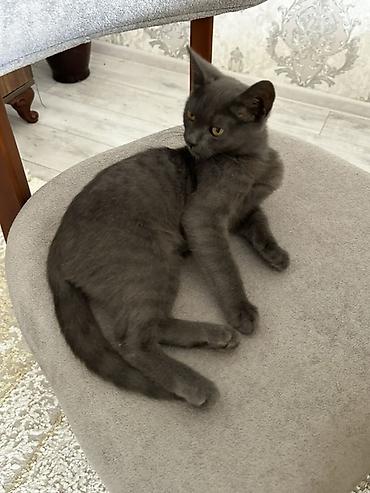 scottish fold white price: Şotland uzun tüklü, Dişi — 5