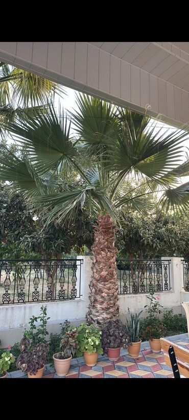 Ağaclar: Vaşinqton palma ağacları bütün ölçülər mövcuddur. 100 fayiz zemanet — 10