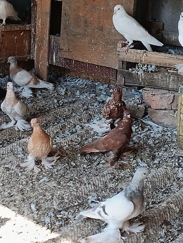 животные собака: Голуби голубей птицы. на игру — 8