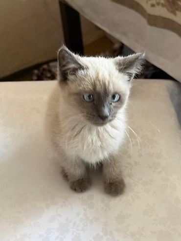 сиамс: Кошка даром: Сиамская, 4 месяца, Девочка, Приучена к лотку — 2