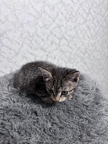 котёнок токмок: ⭕️ Бесплатно, Бишкек! Котёнок, мальчик, возраст — 1 месяц. Окрас — 5