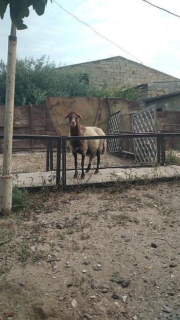 Mal-qara: Qala cinsi heyvan satılır qiymət 700 yüz manat reyal insan narahat — 1
