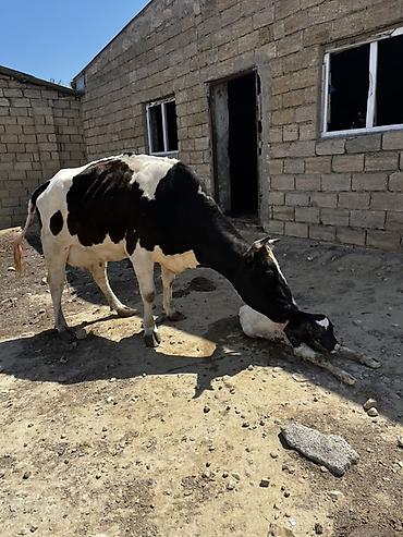 simmental inək cinsi: Satılır qara-ağ rəngli inək və yanında yeni doğulmuş buzov. Şəkillərdə — 2