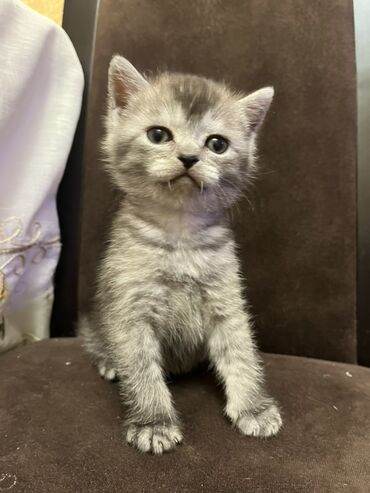 Pişiklər: Temiz qan shinshila balalari satilir. 15 .11.25 ilde dogulublar. yemek — 9