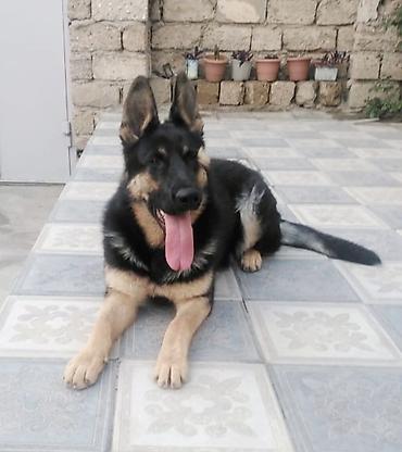 itlər doberman: Alman çoban iti, Erkək — 3