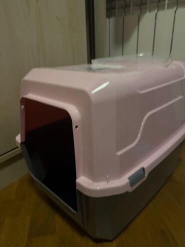 Pişiklər: Şotland yastı qulaq, Dişi, Yaxşı əllərə, Ödənişli çatdırılma — 8