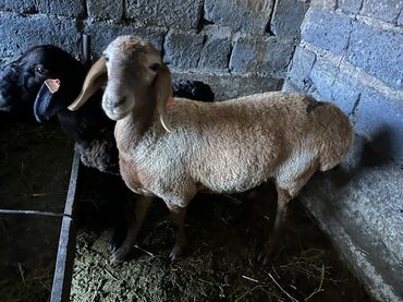 корм для домашних животных: Продаю | Овца (самка)