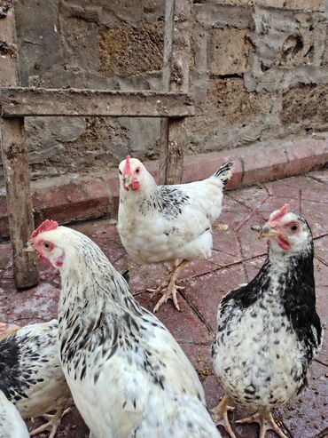 Toyuqlar: Toyuq, Adler, Ətlik — 13