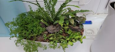 животные и растения: Продаю готовые флорармумы и композиции из комнатных растений